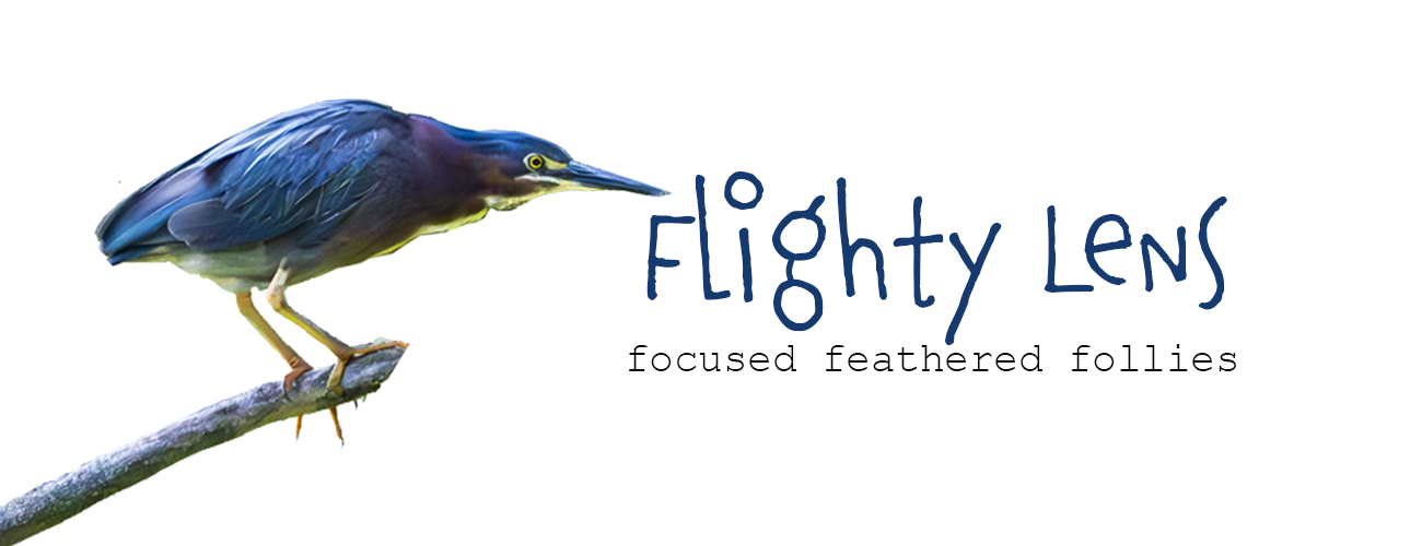 Flighty Lens