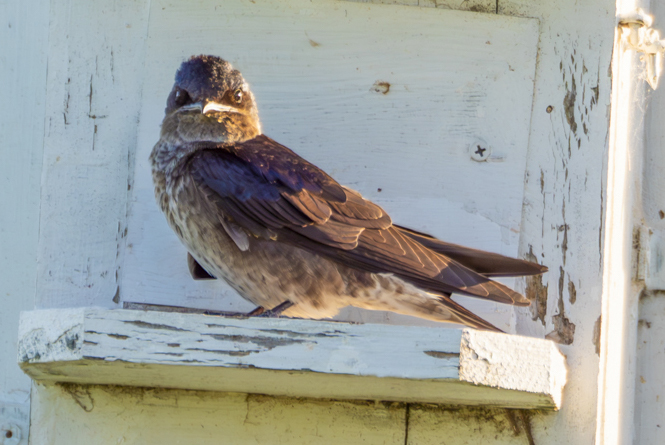 Purple Martin