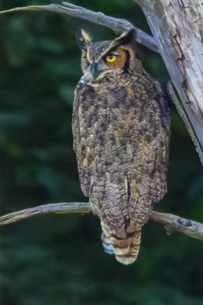 Great Horned Owl