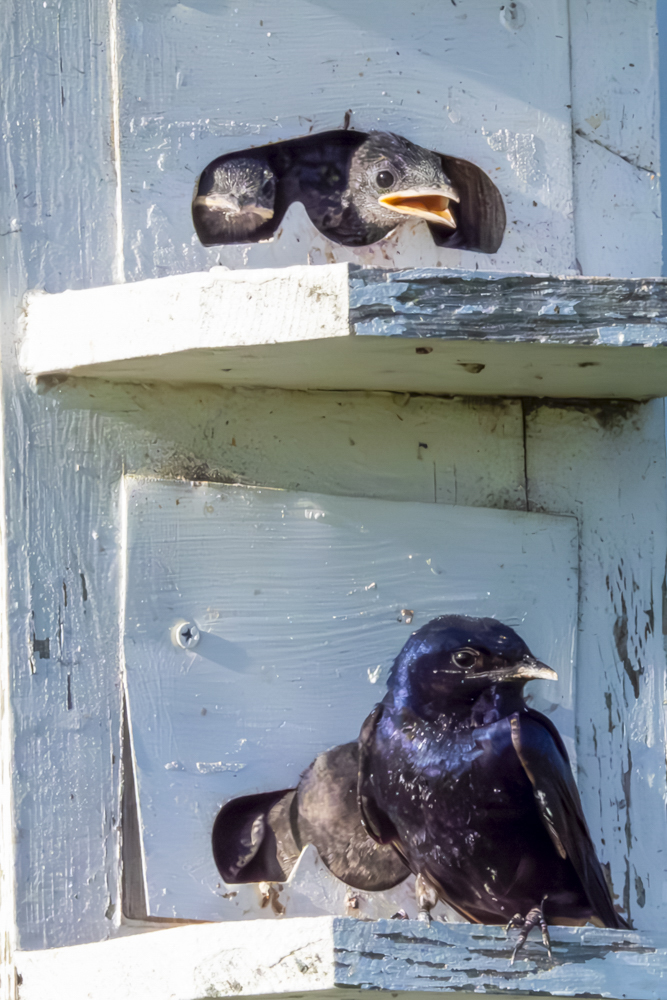 Purple Martin