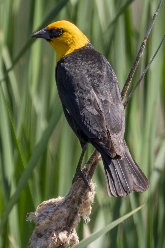 Yellow-headed Blackbird